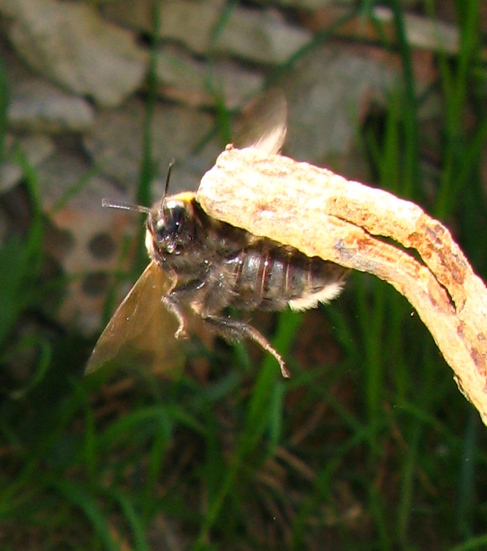  bombo con problemi di volo 